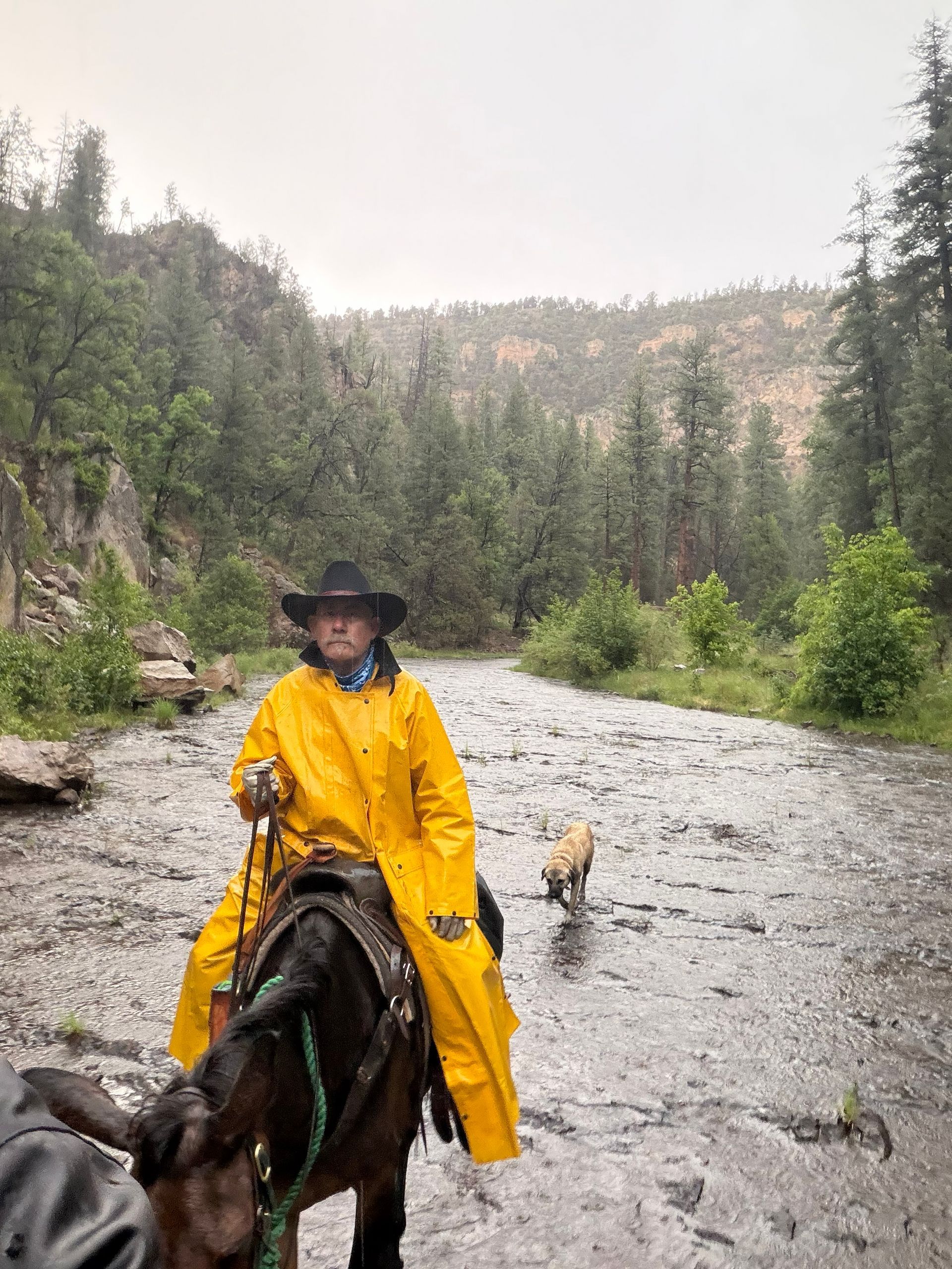 Person in a yellow raincoat and black hat riding a horse on a rocky trail in a forest during rain