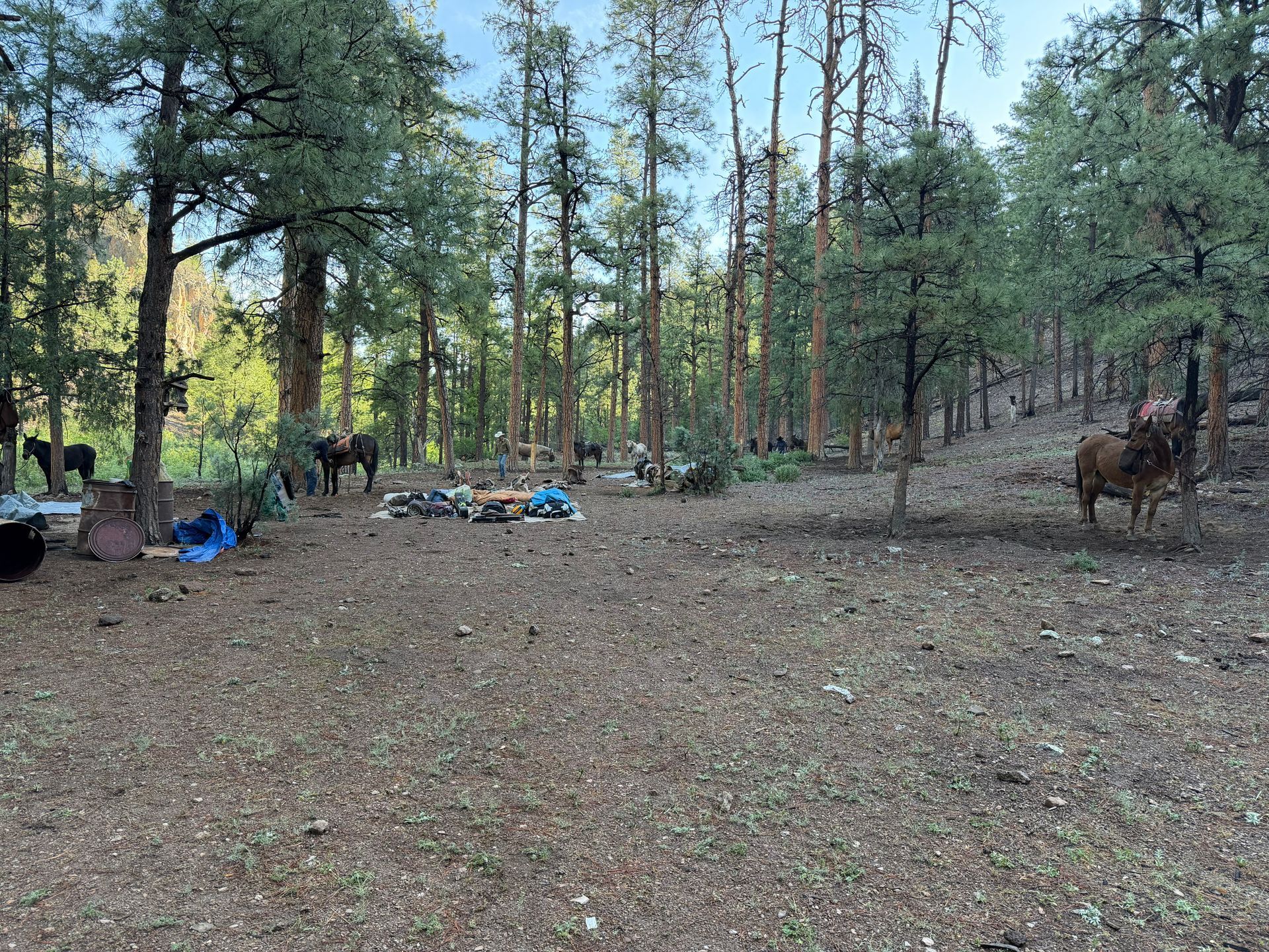 Forest campsite with tents and chairs among pine trees, a horse standing on the right.