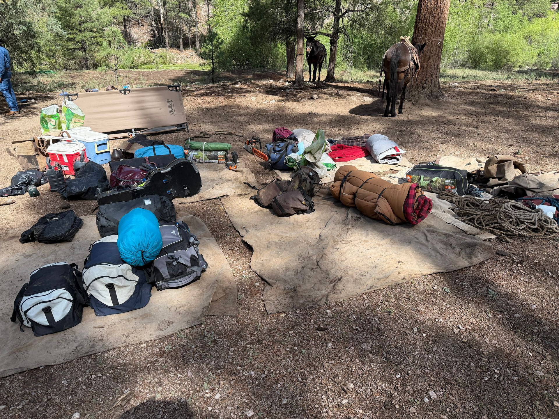 Camping gear spread on the ground in a wooded campsite, with a bench and trees in the background.
