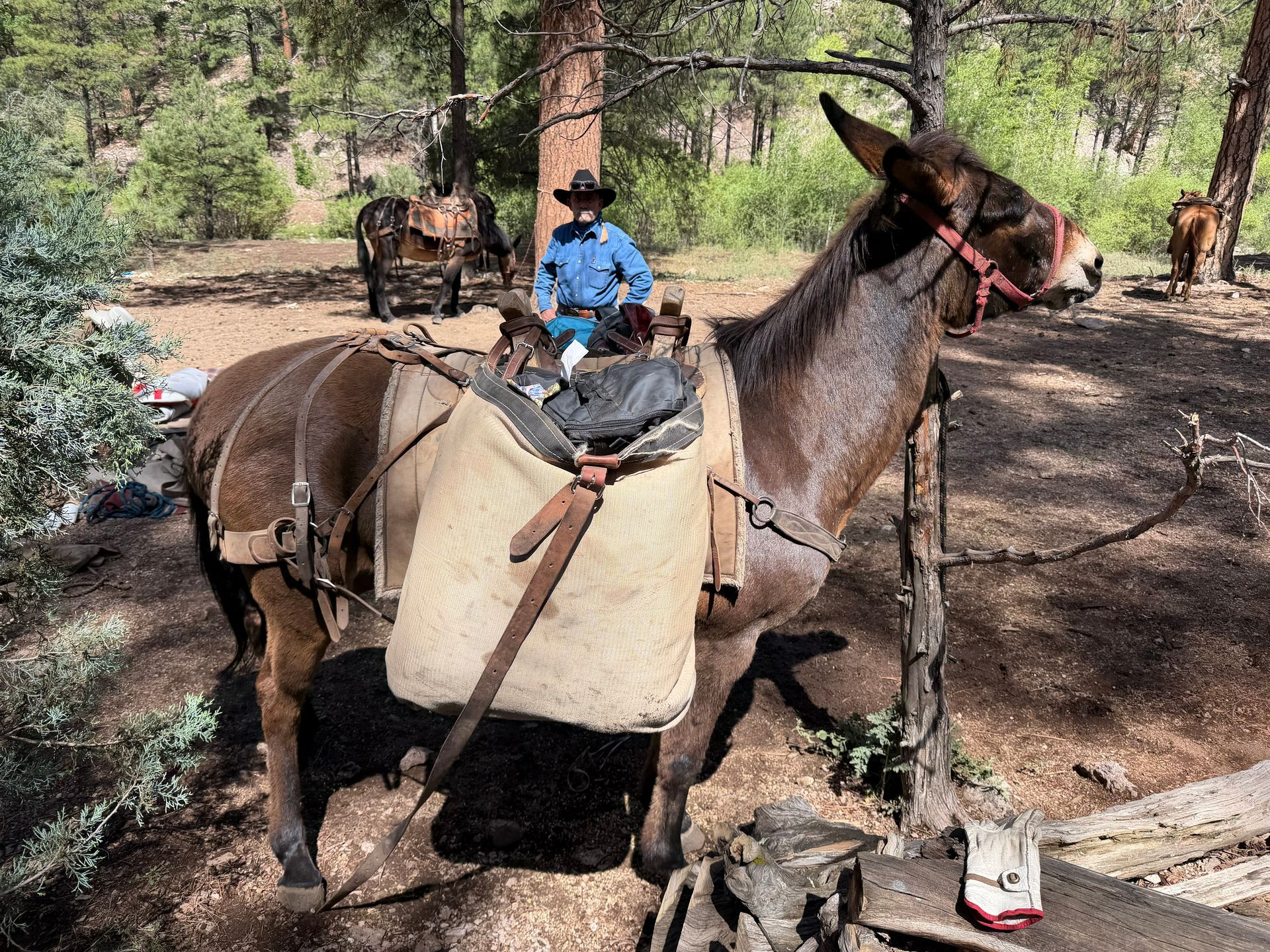 Mule carrying a rider in a wooded trail area, wearing a tan pack saddle and red bridle