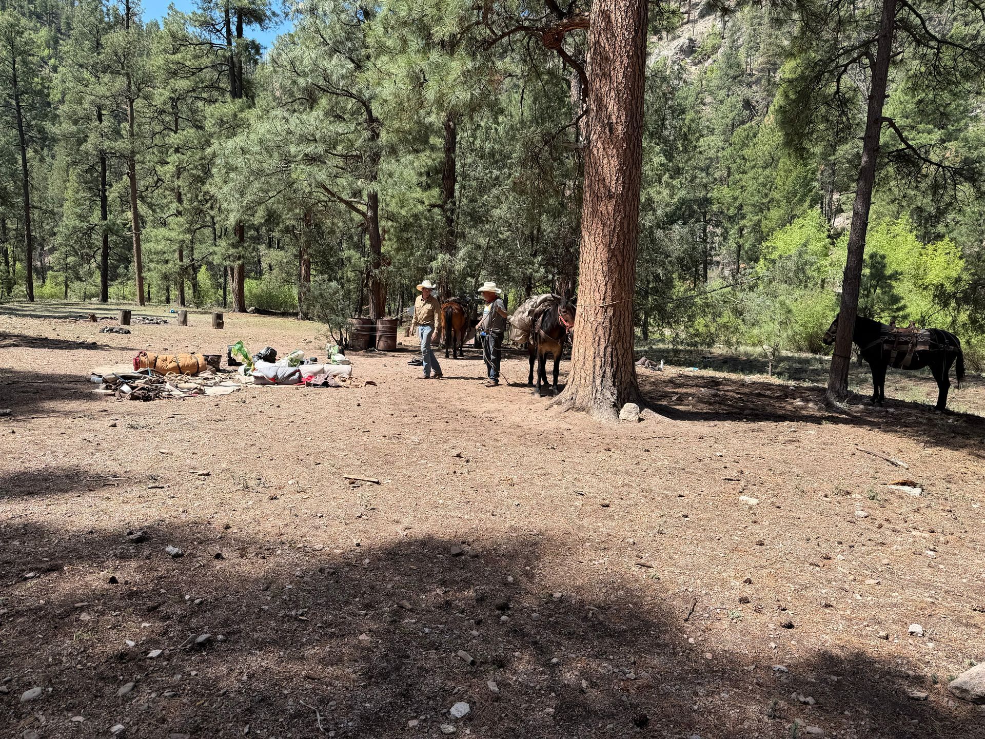 Several horses and people in a pine forest clearing, with camping gear on the ground.