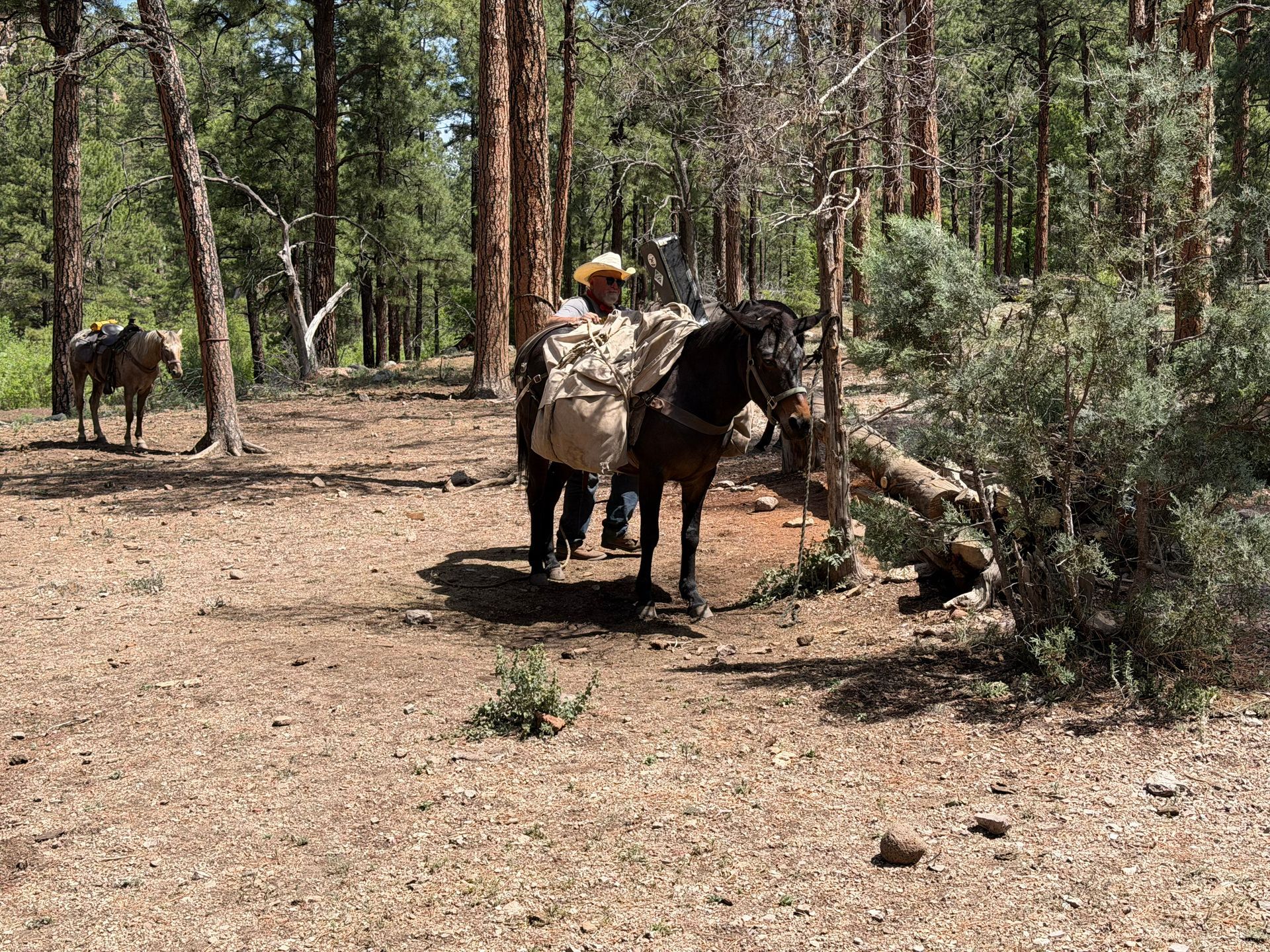 Person on a horse in a sunlit pine forest, with another horse in the background.