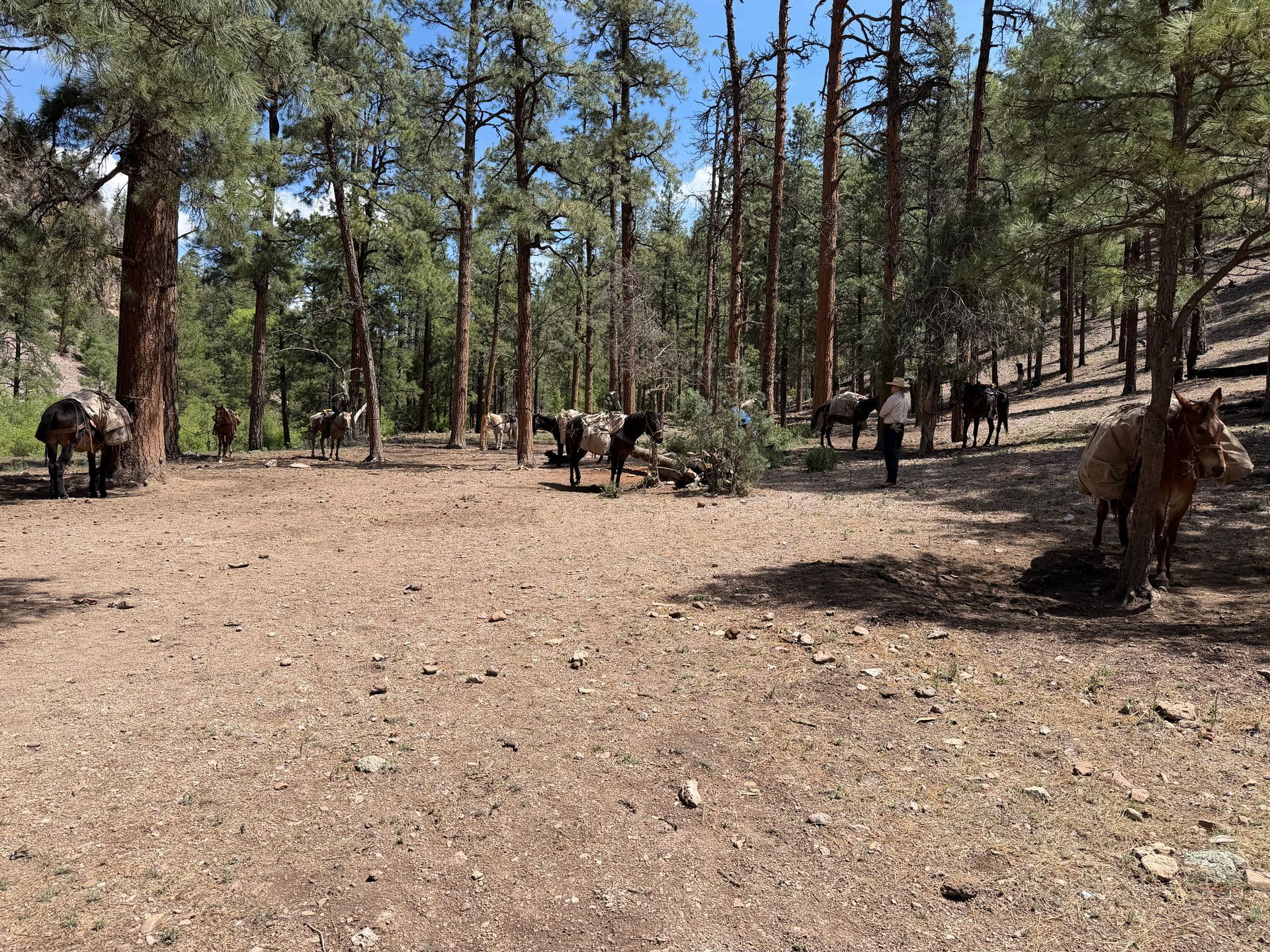 Several horses grazing in a sunny pine forest clearing