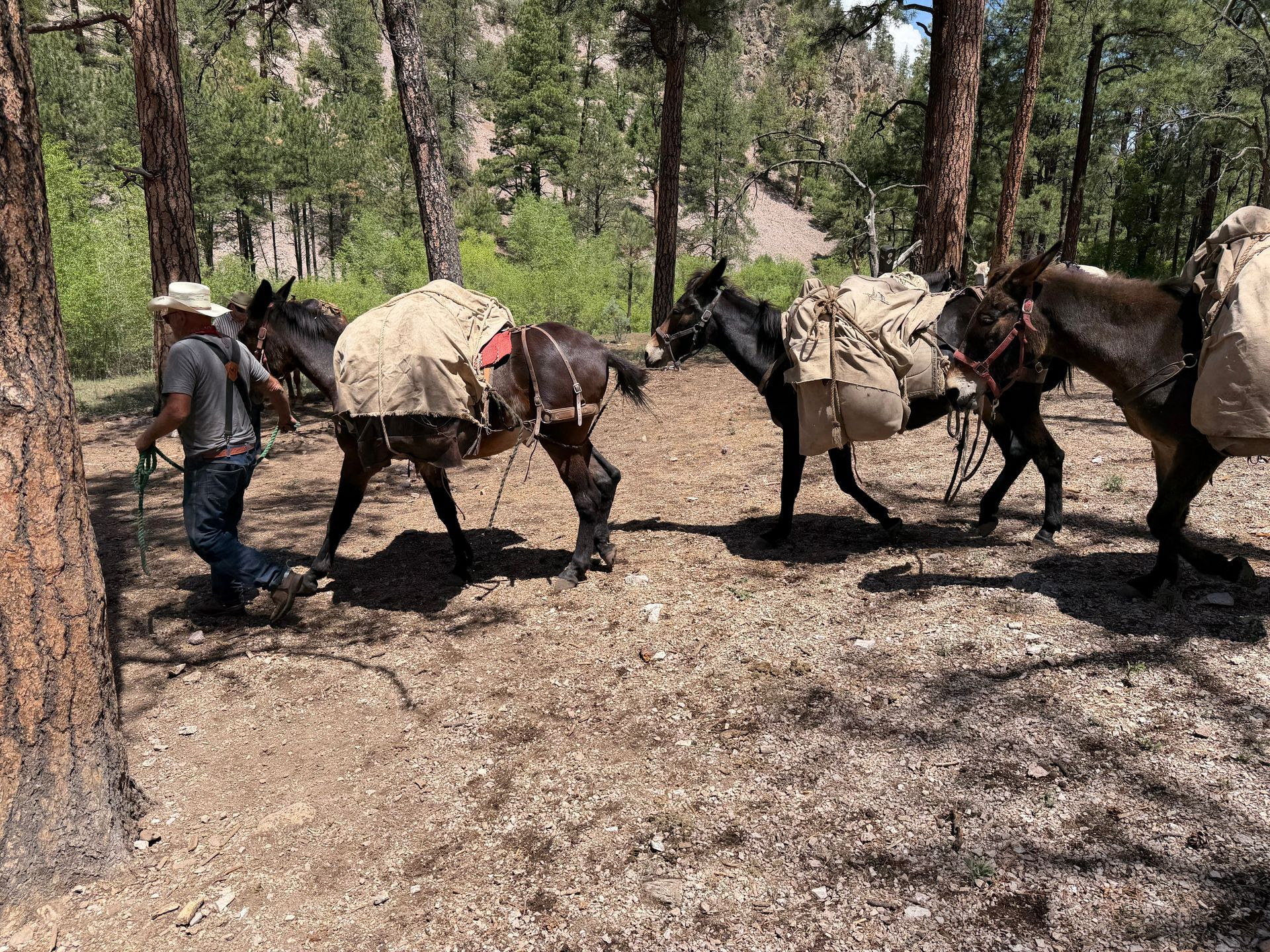 Two pack mules loaded with supplies walking on a wooded trail beside a man