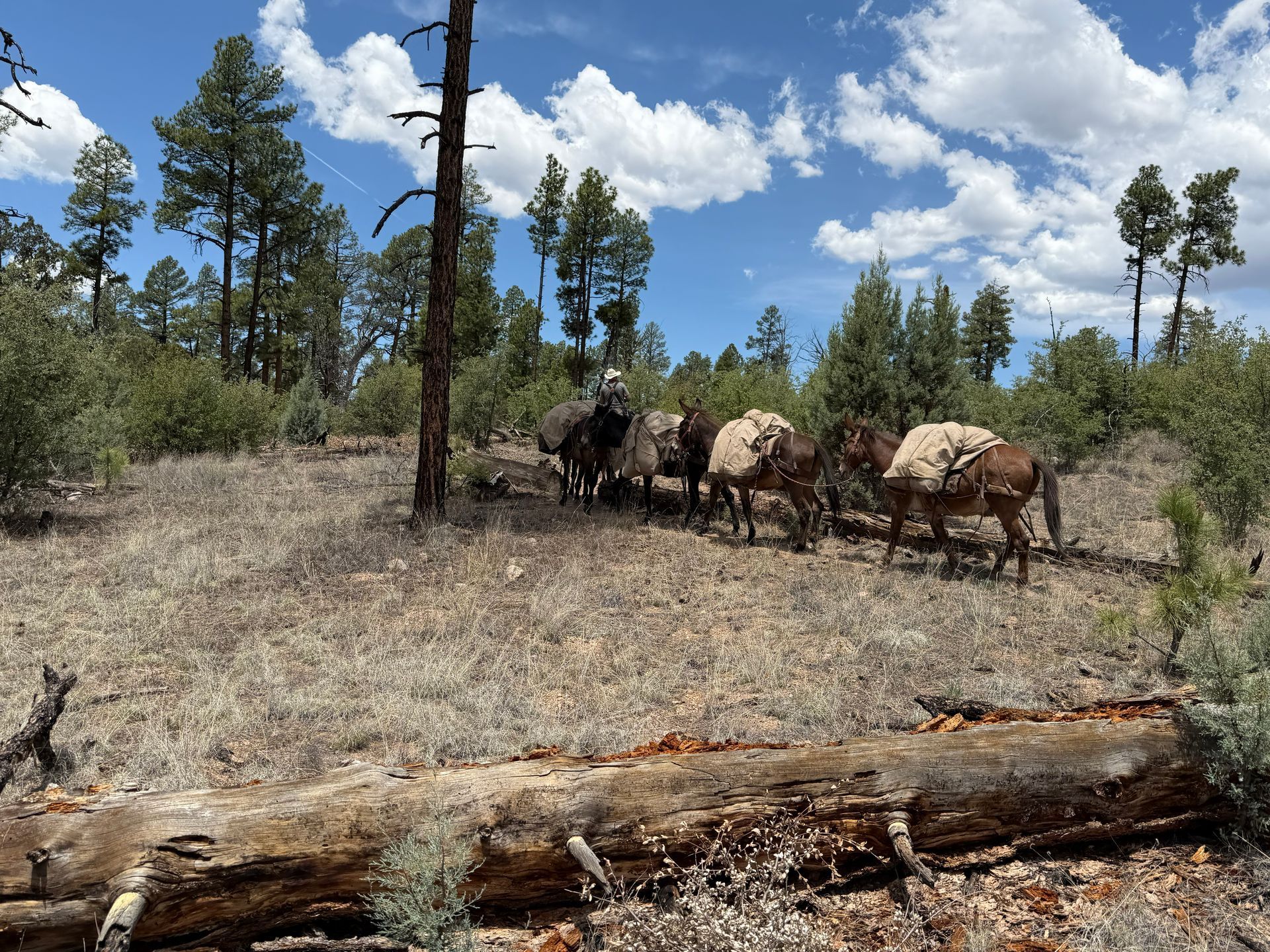 Pack of mules hauling gear across a dry forest clearing under a blue sky