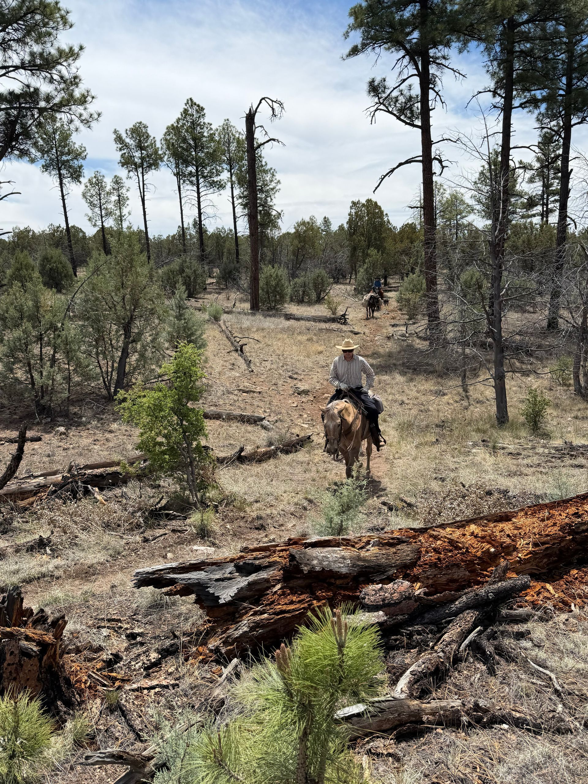 Person on horseback riding through a dry pine forest with fallen logs and sparse trees