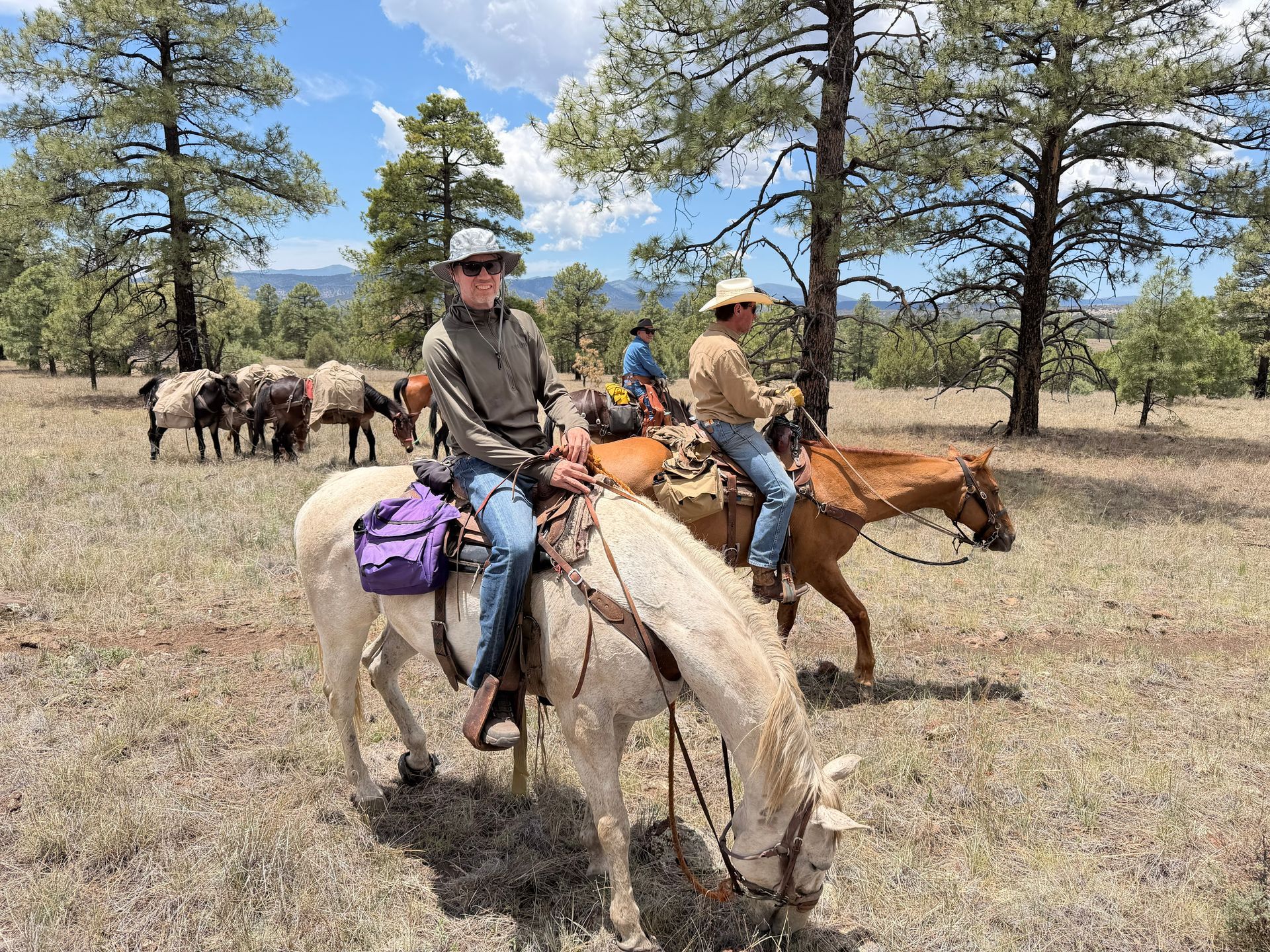 Two riders on horseback with cattle in a dry field among pine trees