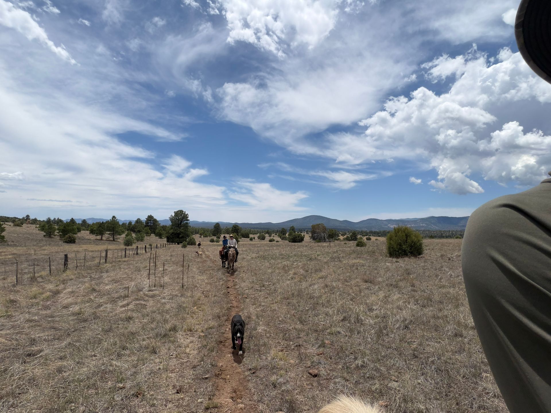 Two dogs on a dusty trail in open grassland under a cloudy blue sky with distant mountains