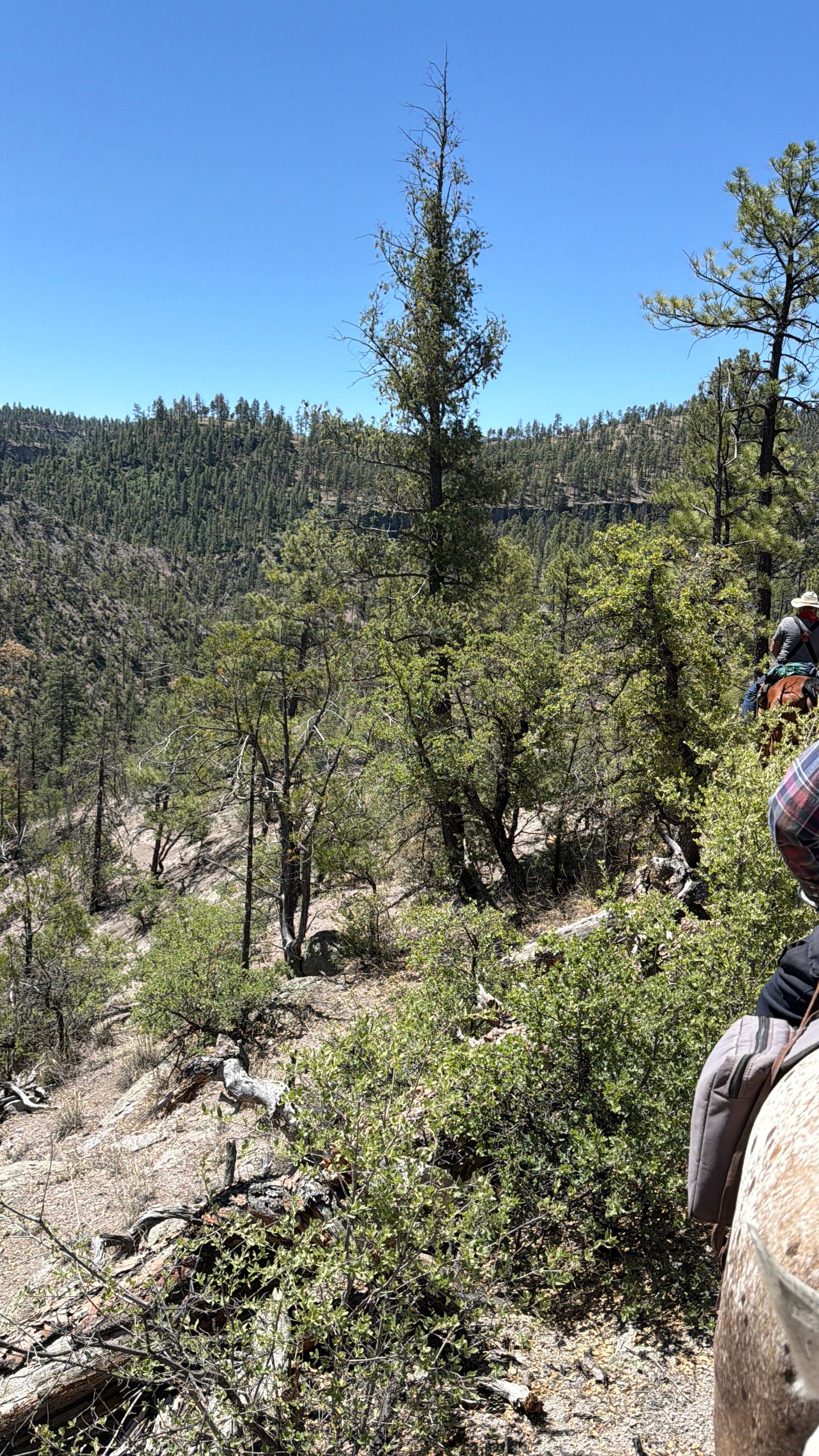 Hiker on horseback overlooking a sunny pine-covered hillside under a clear blue sky