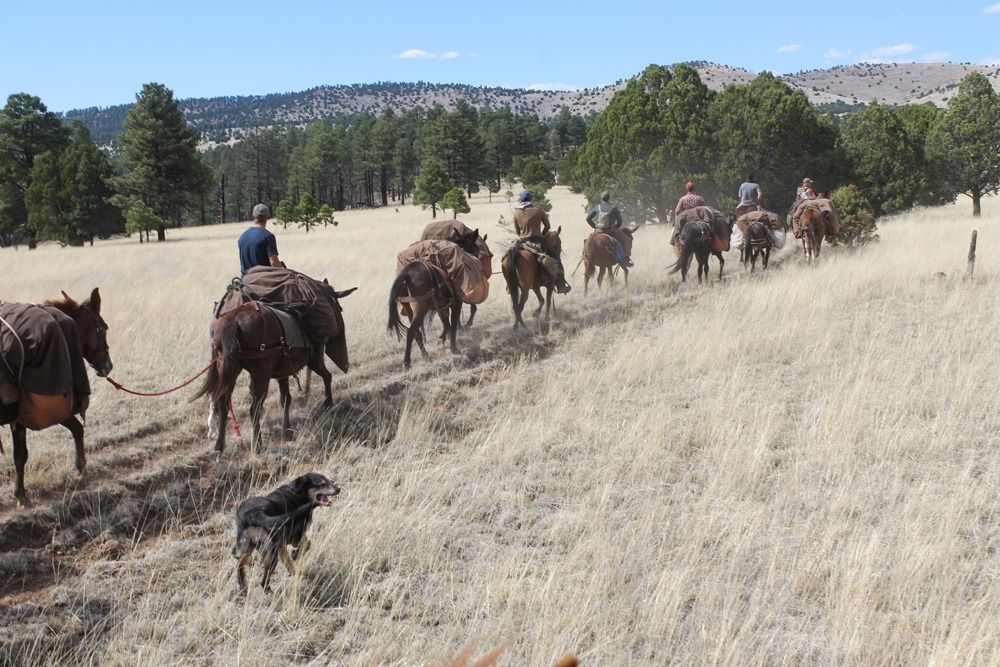 People horseback riding along a dry grassy trail through a pine forest with mountains in the background