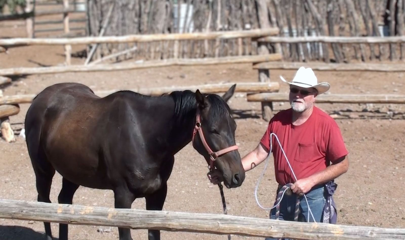 Man in cowboy hat holds a dark horse on a rope in a wooden corral.