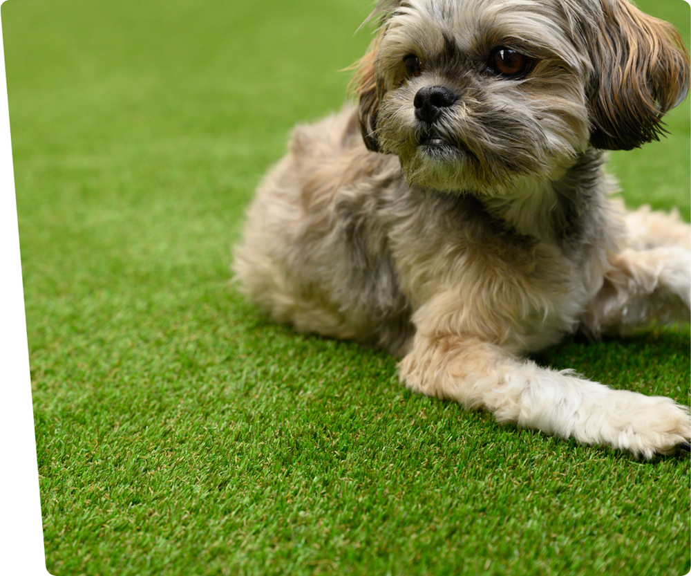 kunstgras voor honden | A small dog laying on the grass with a pet friendly logo in the corner