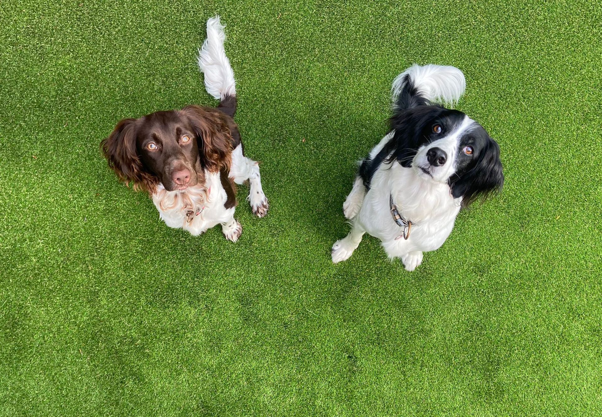A small dog laying on the grass with a pet friendly logo in the corner