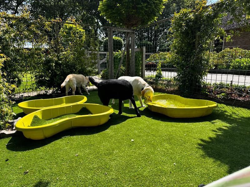 Kunstgras voor honden