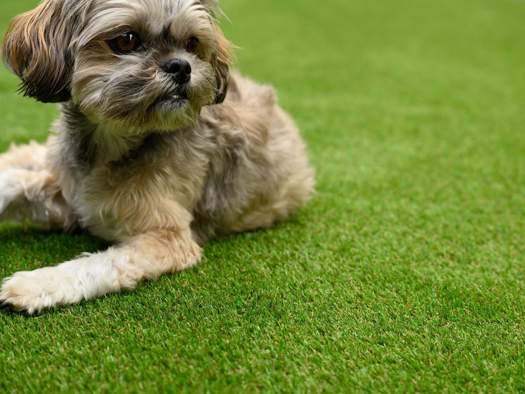 A small dog laying on the grass with a pet friendly logo in the corner
