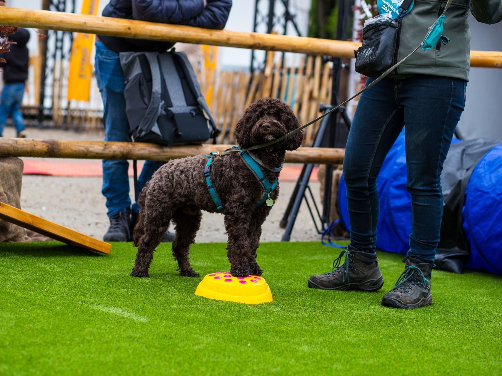 A dog is running towards a purple frisbee