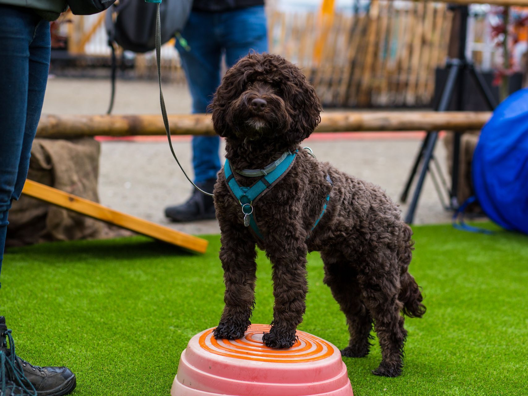 A small dog laying on the grass with a pet friendly logo in the corner