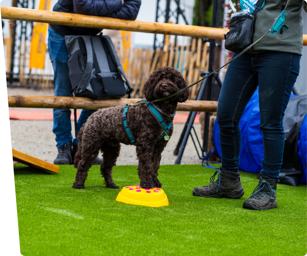 labradoodle kunstgras voor honden hondenschool