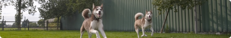 dogs