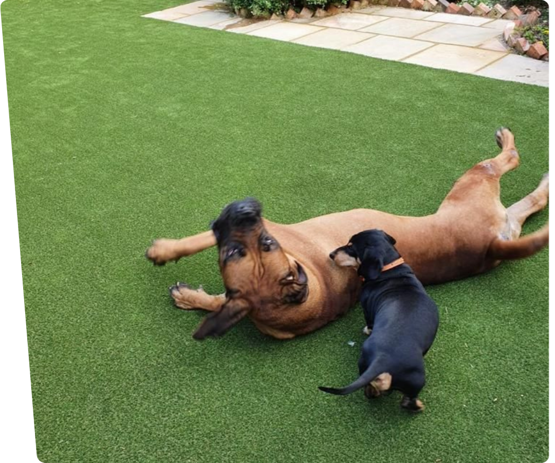 A small dog laying on the grass with a pet friendly logo in the corner