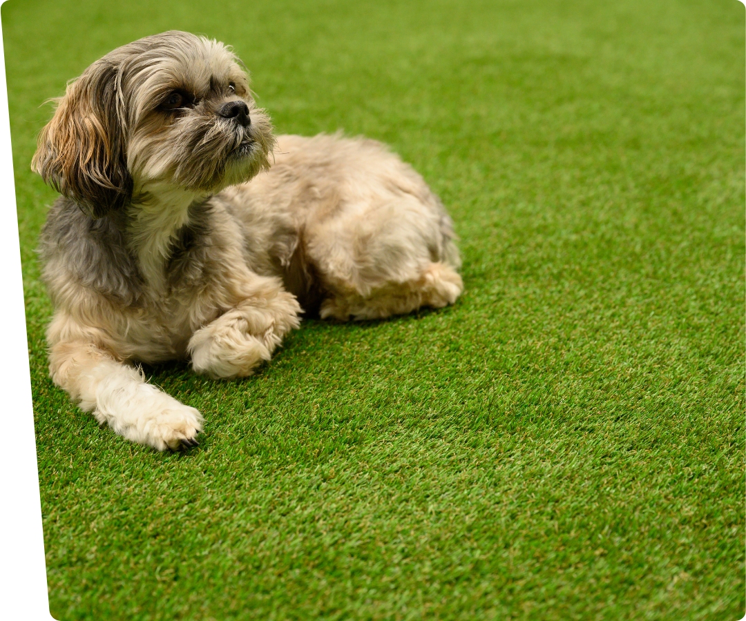 kunstgras voor honden liggende hond