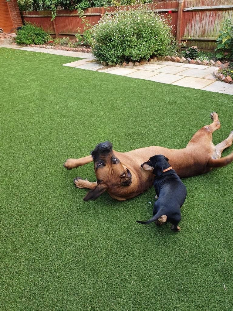 A small dog laying on the grass with a pet friendly logo in the corner