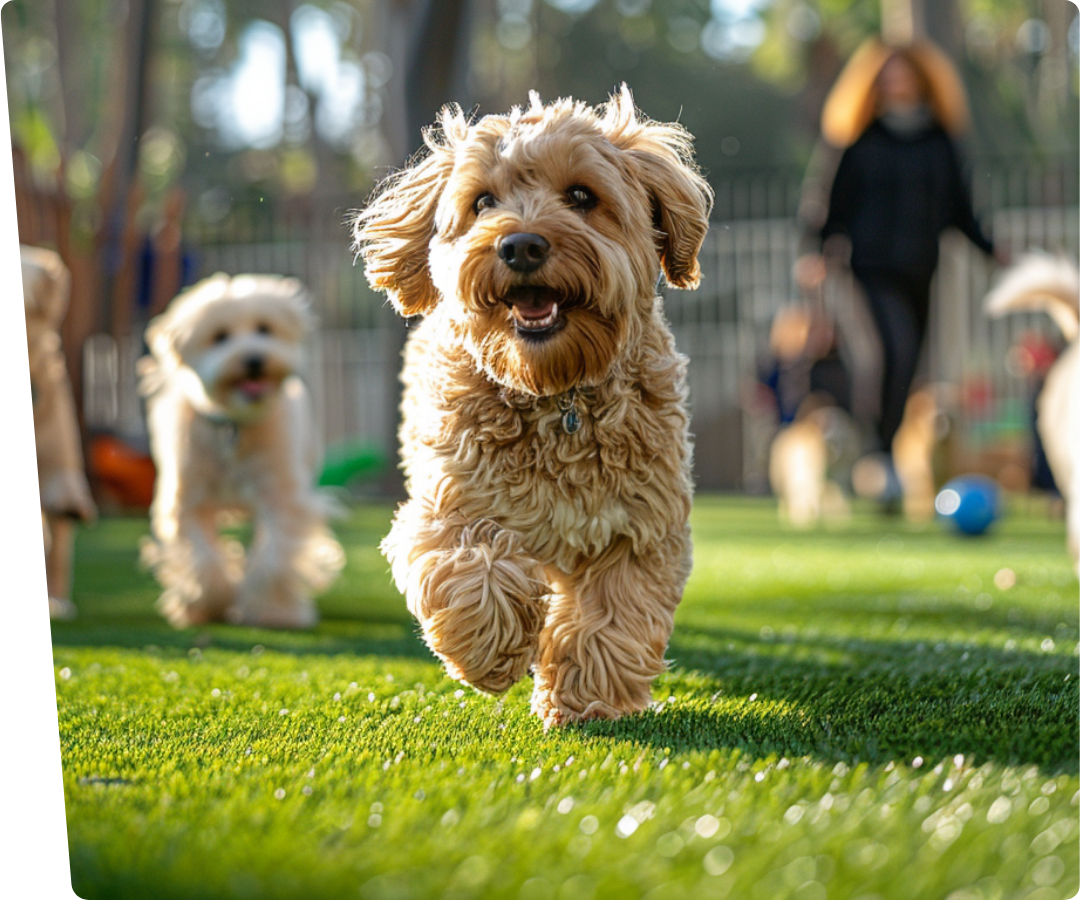 honden rennen op kunstgras voor honden