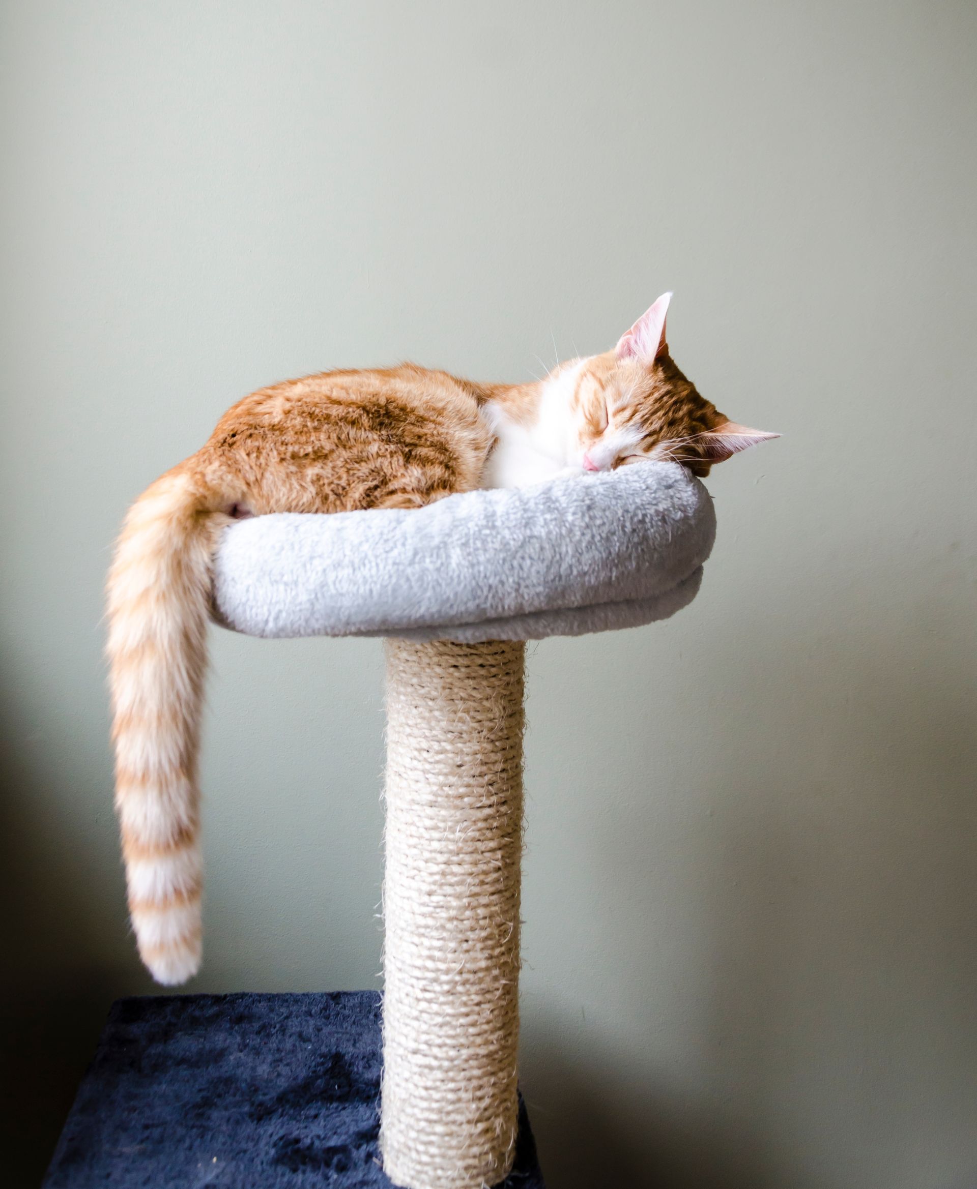 Orange-and-white cat curled asleep on a gray cat tree by a light wall, tail hanging down.