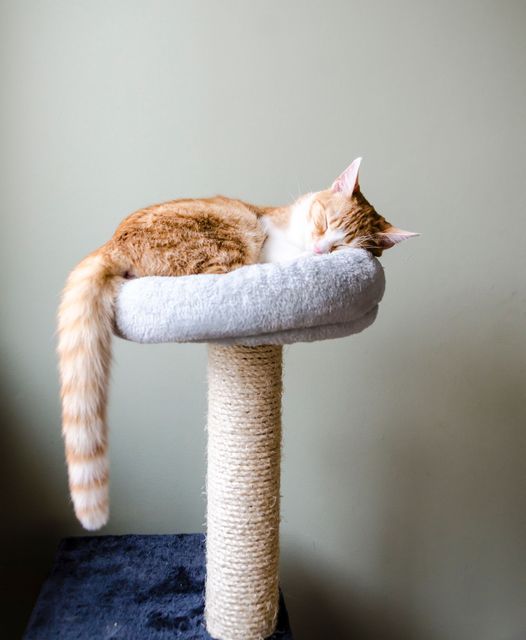 Orange-and-white cat curled asleep on a gray cat tree by a light wall, tail hanging down.