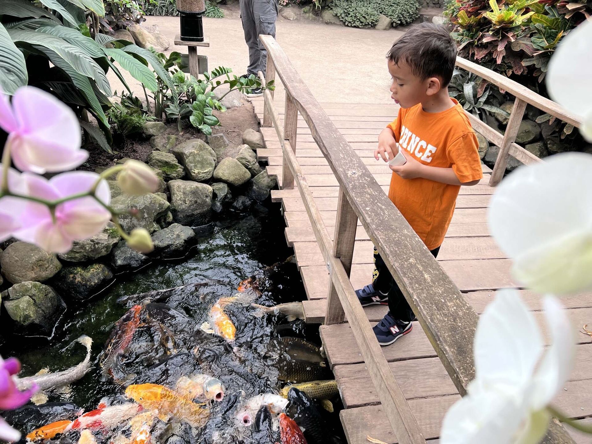 Een jongen in een oranje shirt kijkt vanaf een houten brug, omringd door planten, naar koikarpers in een vijver.