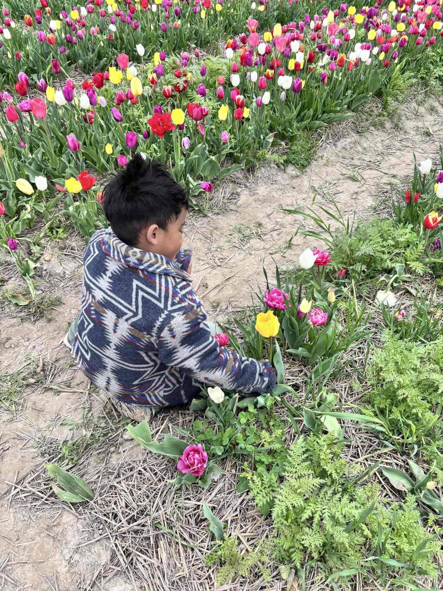 Een jong kind plukt tulpen in een kleurrijk bloemenveld.