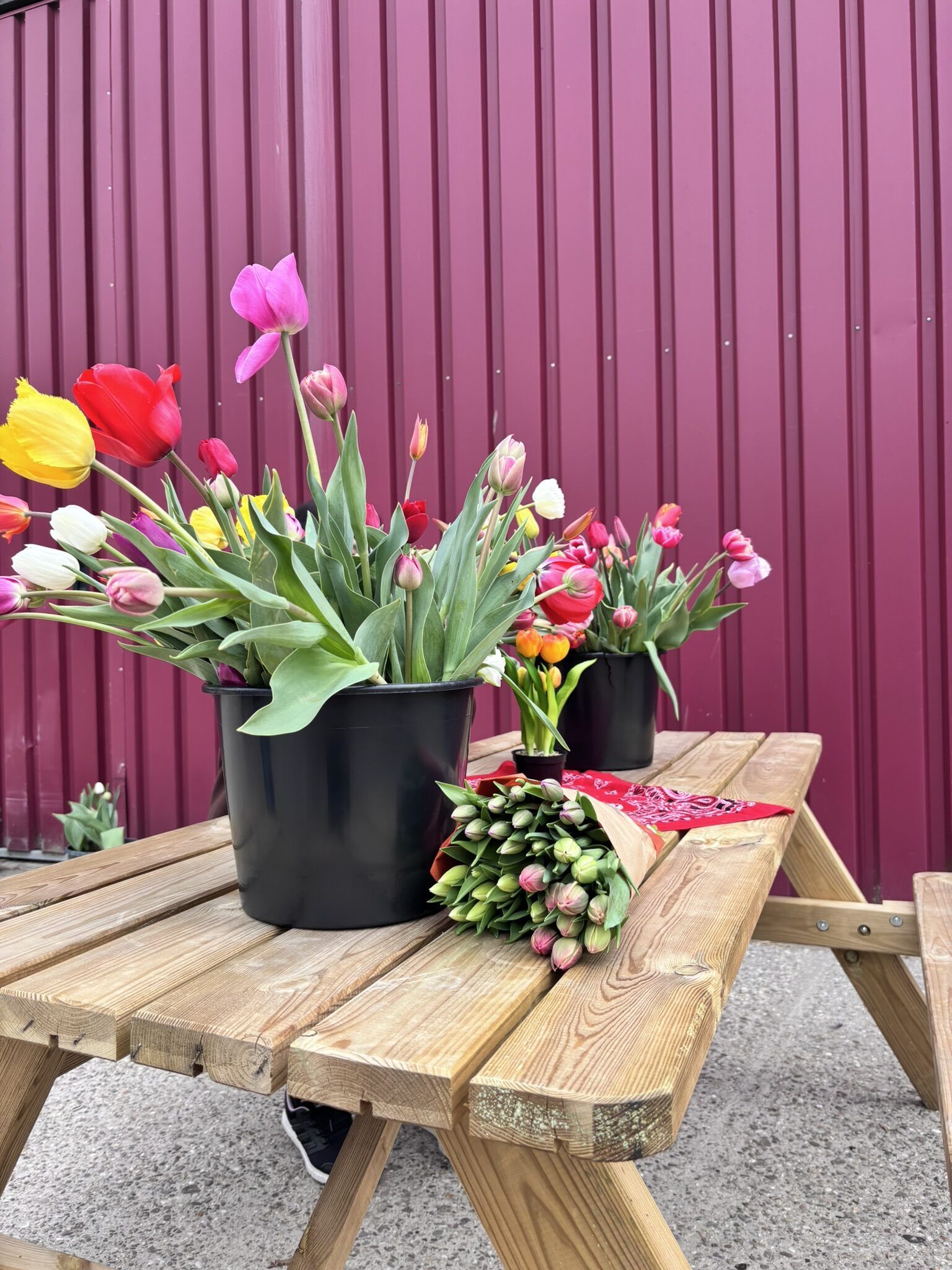 Tulpen in zwarte potten en een ingepakt boeket op een houten picknicktafel, met een rode muur op de achtergrond.