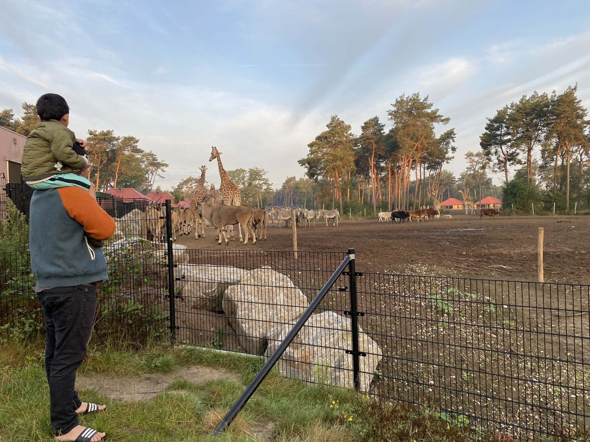 Een man met een kind op zijn schouders kijkt naar giraffen in een dierentuin.