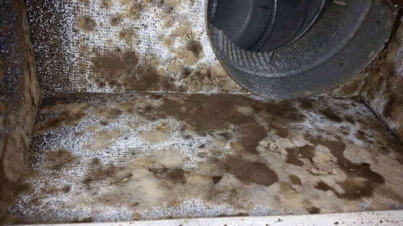 Close-up view of a dirty appliance component, possibly a furnace, with dark grime and white residue, likely mold.