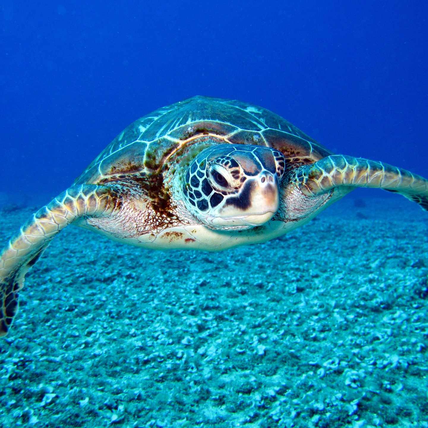 Sea turtle swims towards the camera in blue water, over a textured ocean floor.
