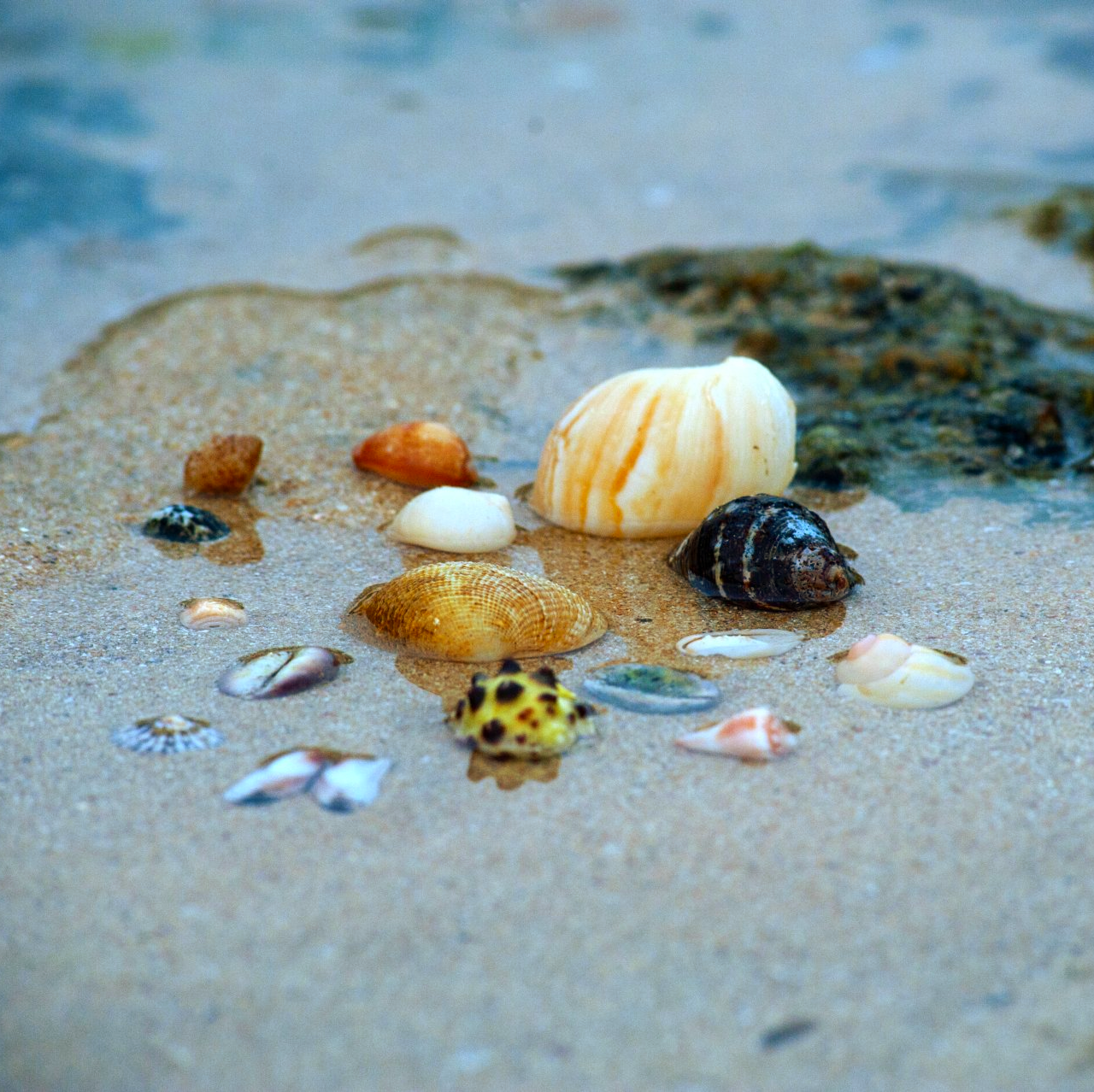 Seashells of various colors scattered on wet sand at the beach.