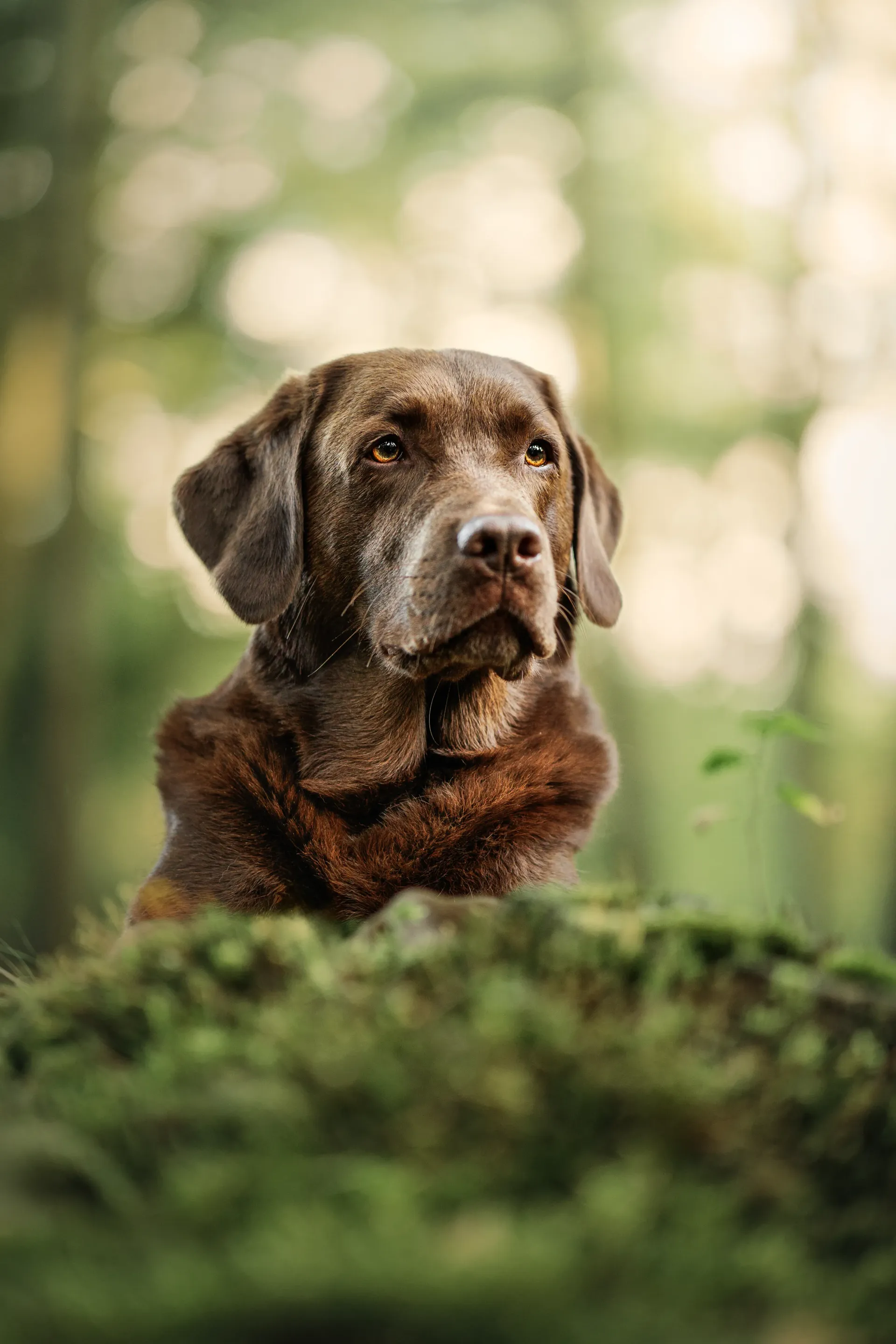 Nahaufnahme eines braunen Labradors im grünen Moosbett.