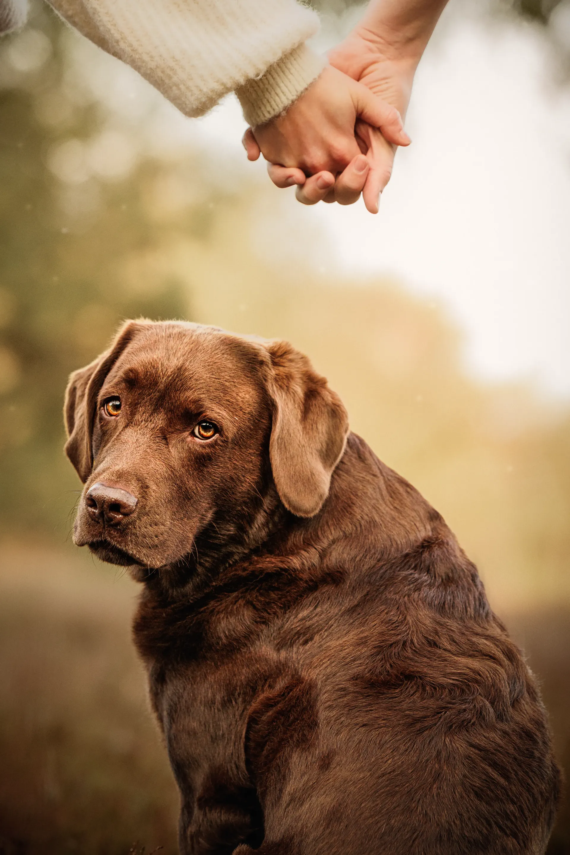 Nahaufnahme eines braunen Labradors, über dem seine Besitzer Händchen halten.
