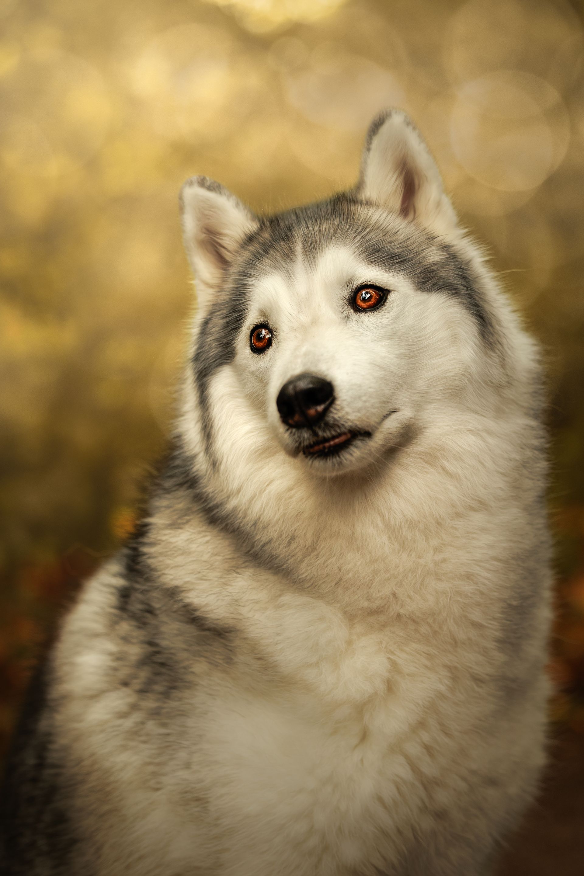 Hochwertiges Outdoor-Portrait / Nahaufnahme eines Huskeys.