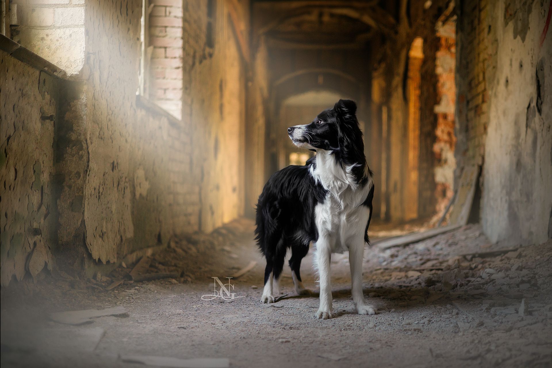 Fine Art Portrait eines Border Collies in einem Lost Place.