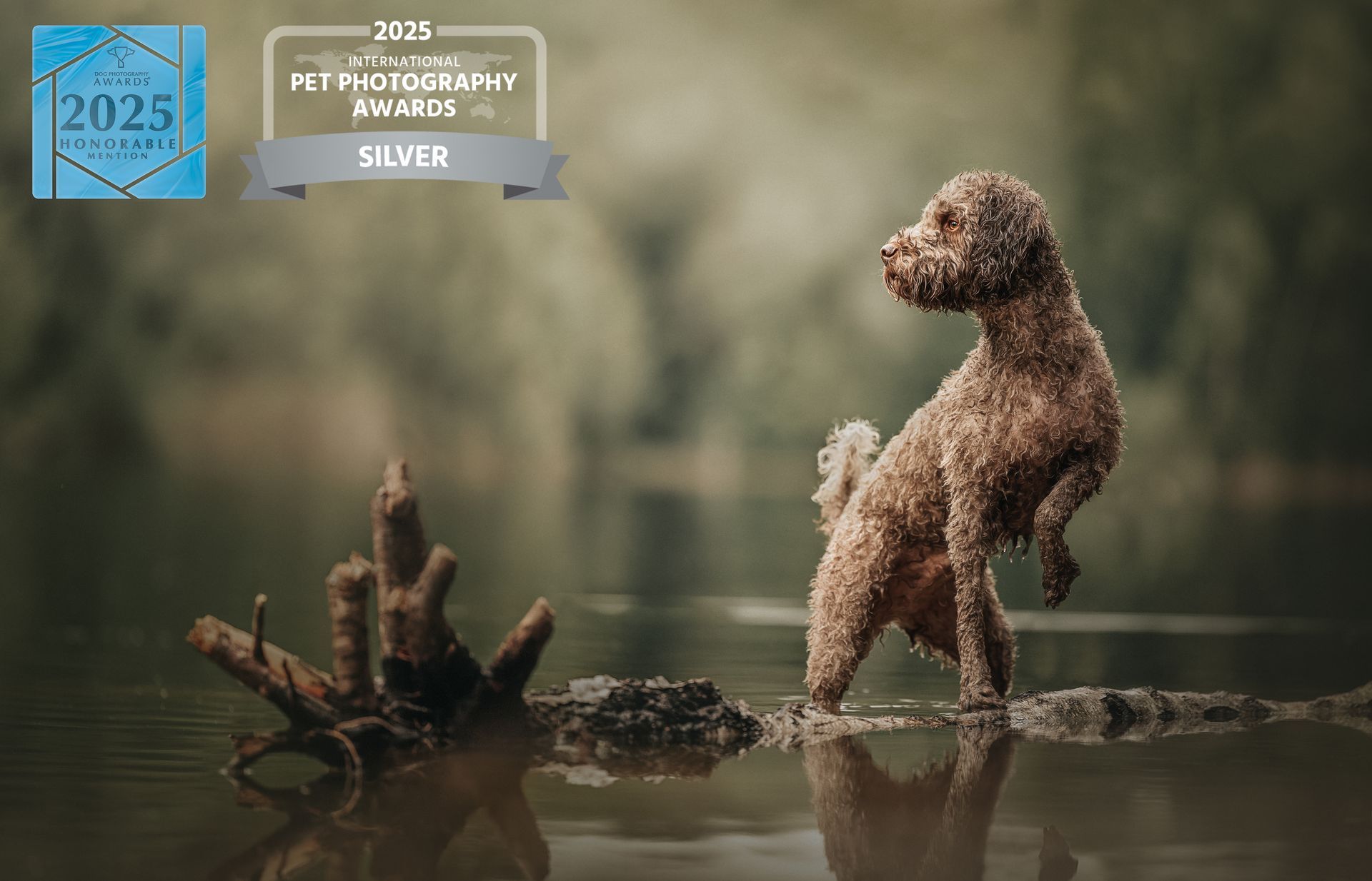 Award prämiertes Foto eines Lagottos, der in einem See auf einem Baumstamm steht und konzentriert in die Ferne blickt.