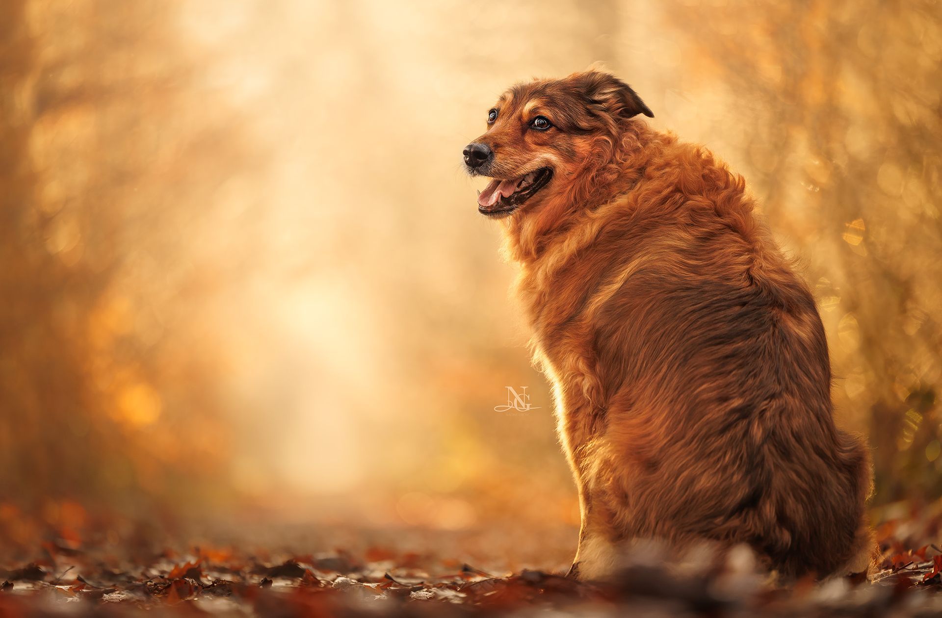 Hochwertiges Outdoor Portrait eines Golden Retriever Mischlings der über die Schulter in die Kamera schaut.