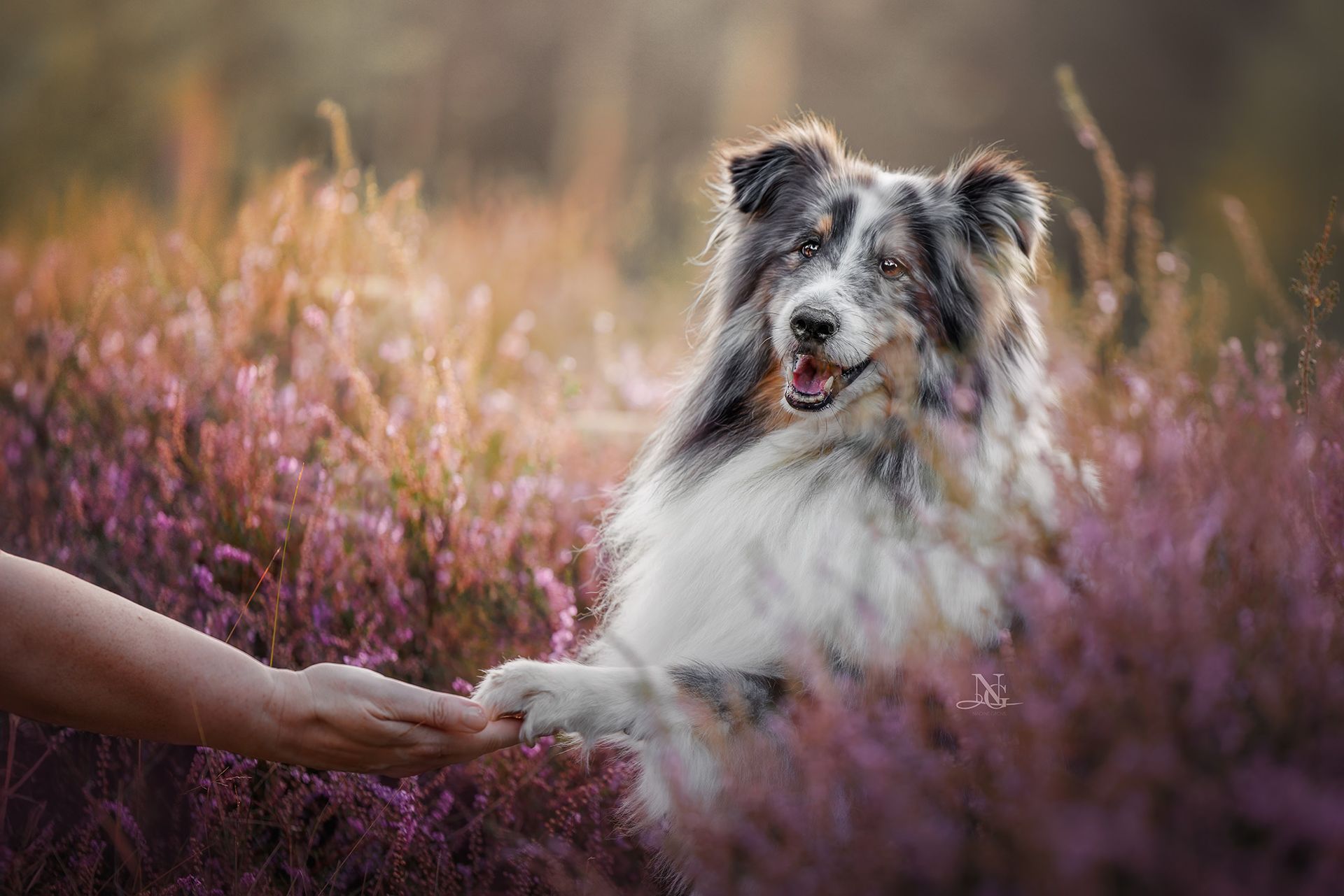 Hochwertiges Outdoor-Portrait eines Shelties der in einer pinken Heide sitzt und Pfötchen gibt.