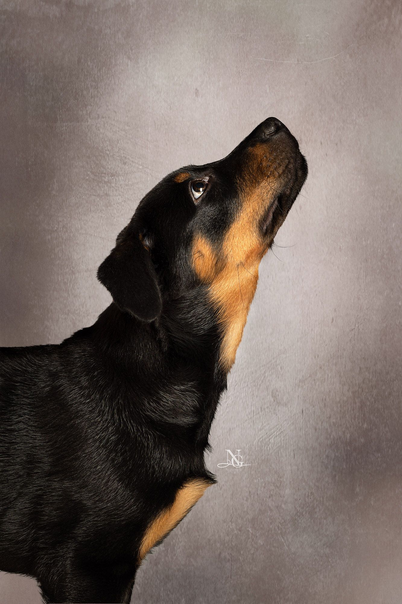 Studiobild eines Beauceron Welpen