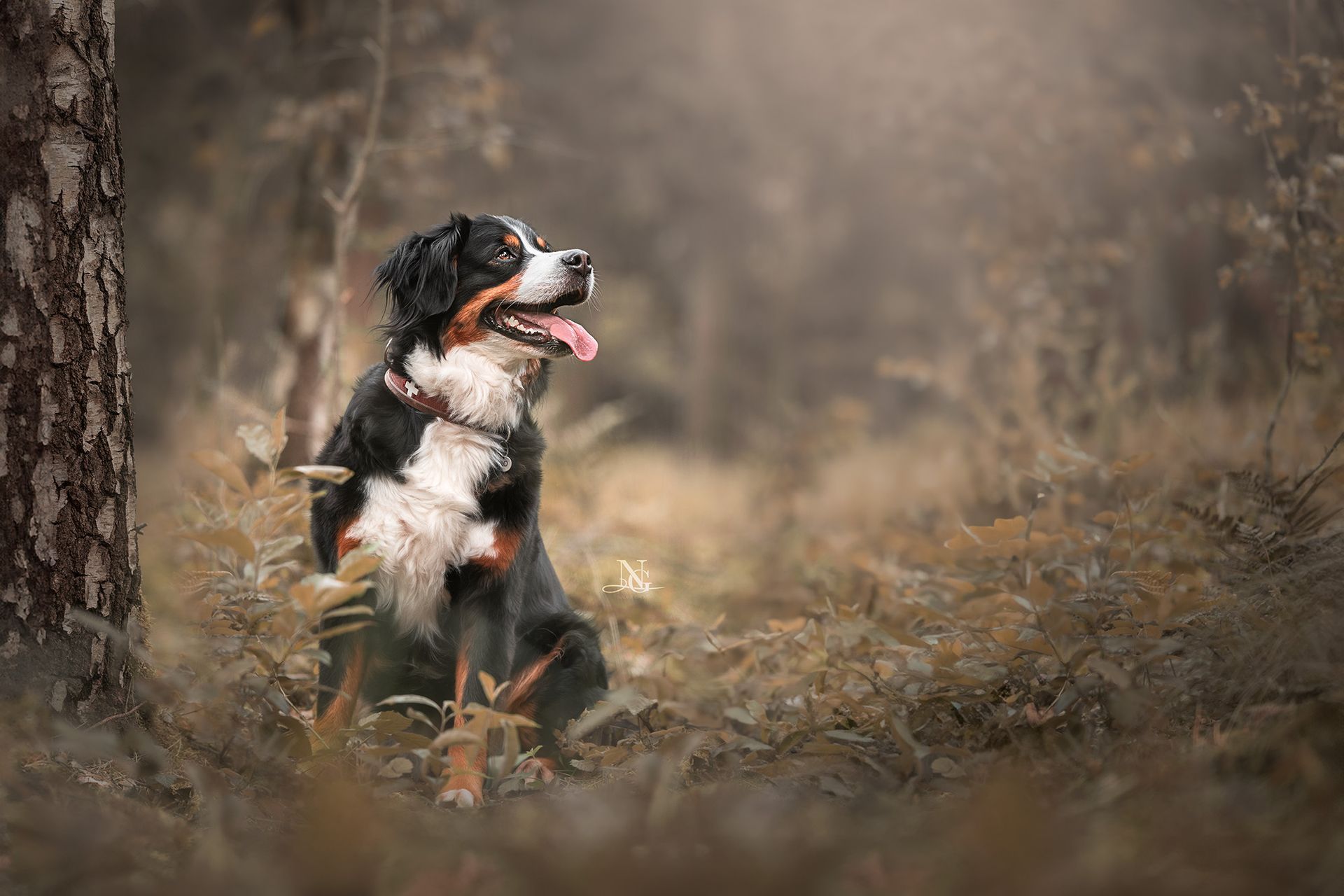 Hochwertiges Portrait eines Bernersennenhund im Wald.