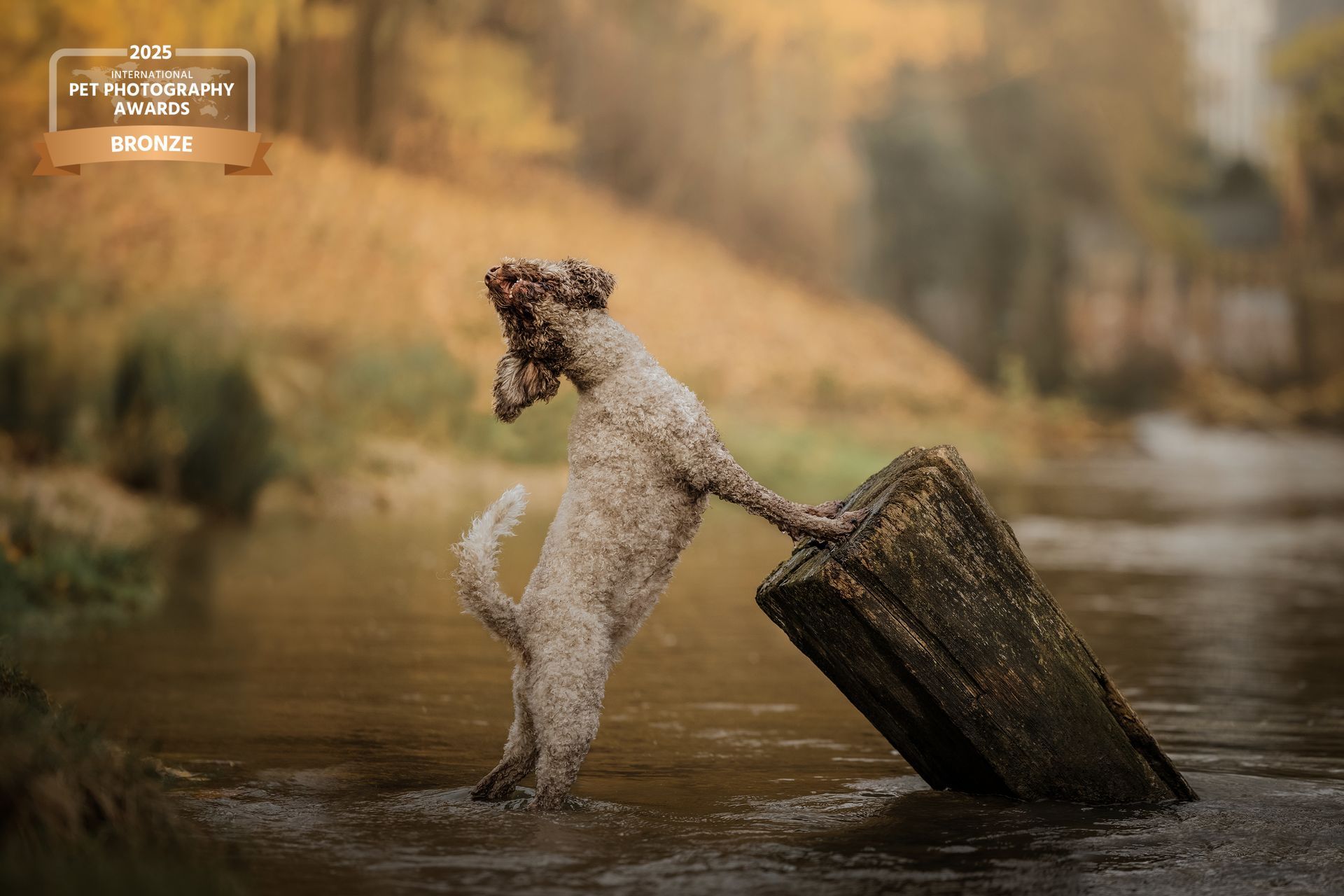 Prämiertes Foto eines Lagottos, der in einem Fluss seine Pfoten auf einem Holzbalken stellt und den Kopf nach hinten wirft.