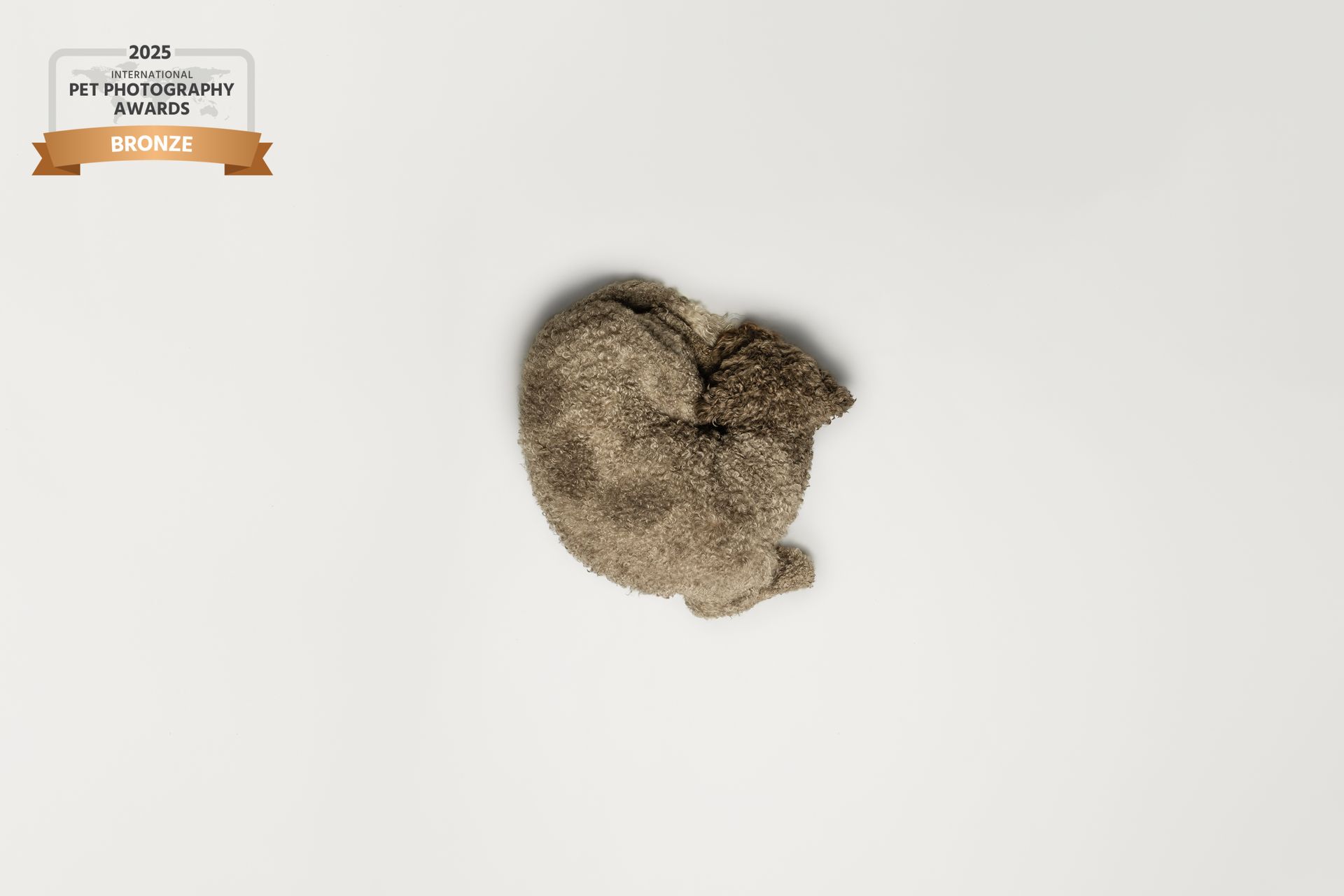 Award prämiertes Foto eines Lagottos, der in einem Studio eingerollt im Kreis liegt.