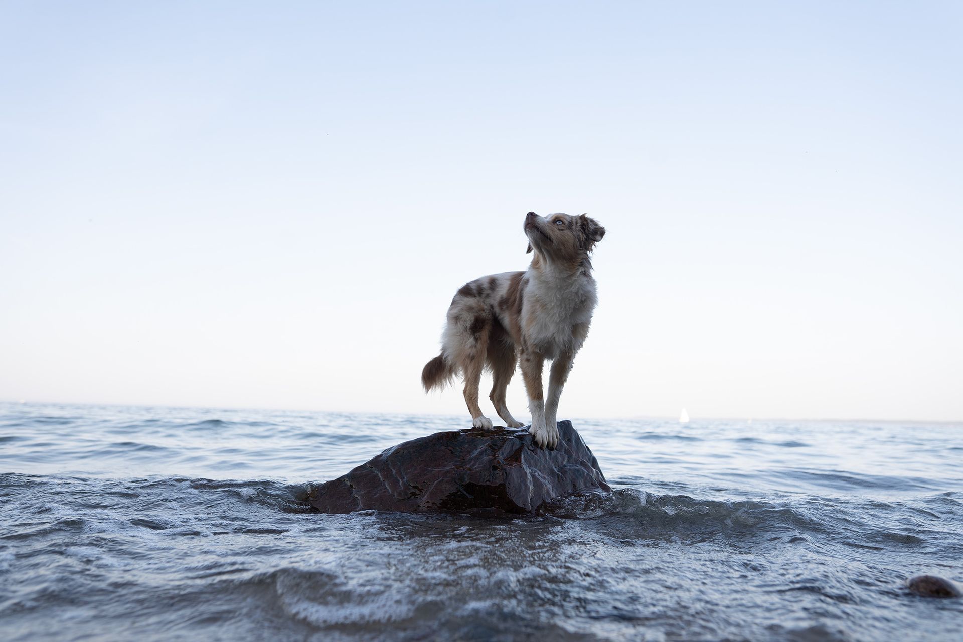 Vorher Bild, Australian Shepherd im Meer auf einem Felsen. Unbearbeitete Rohaufnahme.