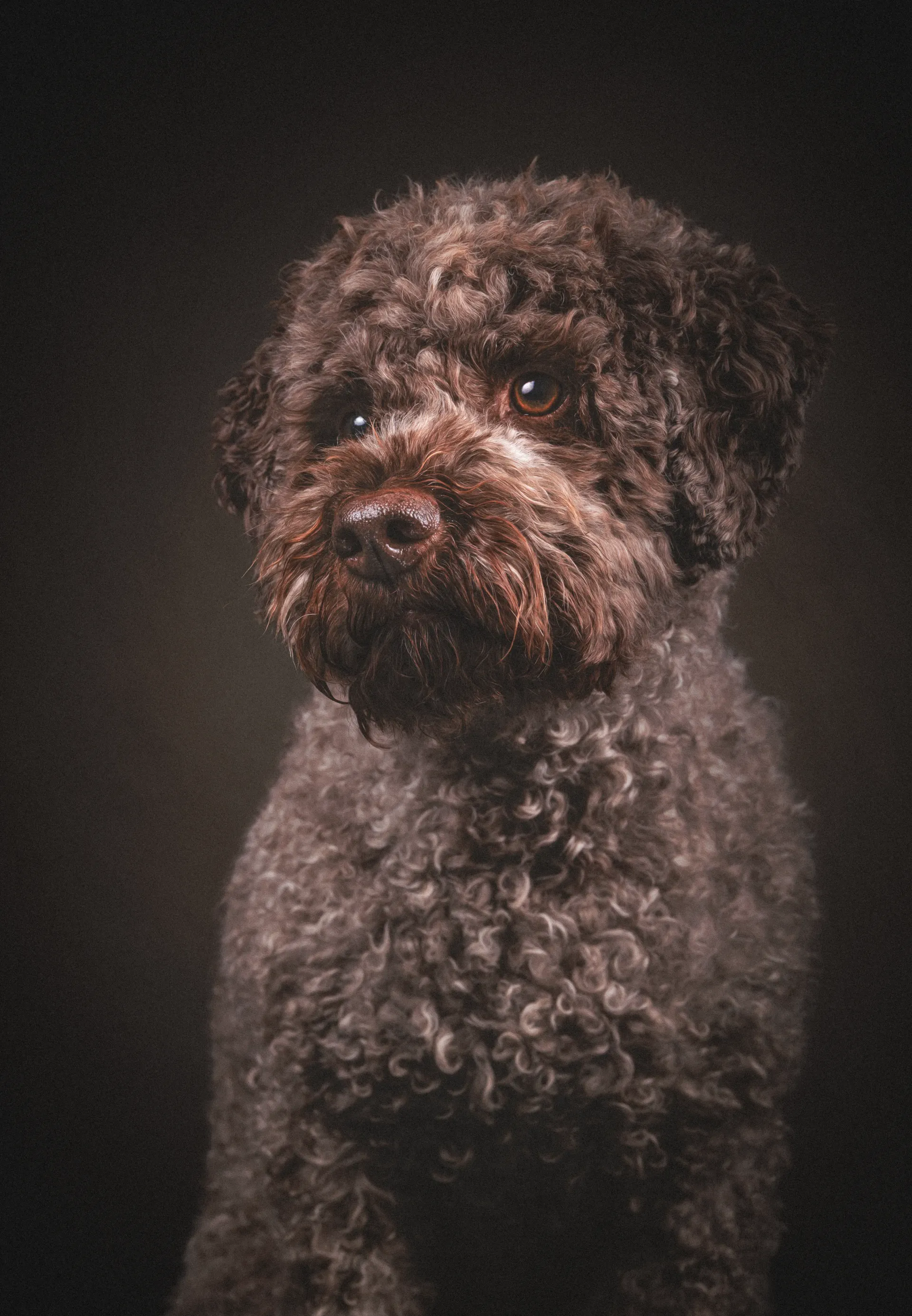 Studiobild, Ganzkörper, Lagotto Romagnolo