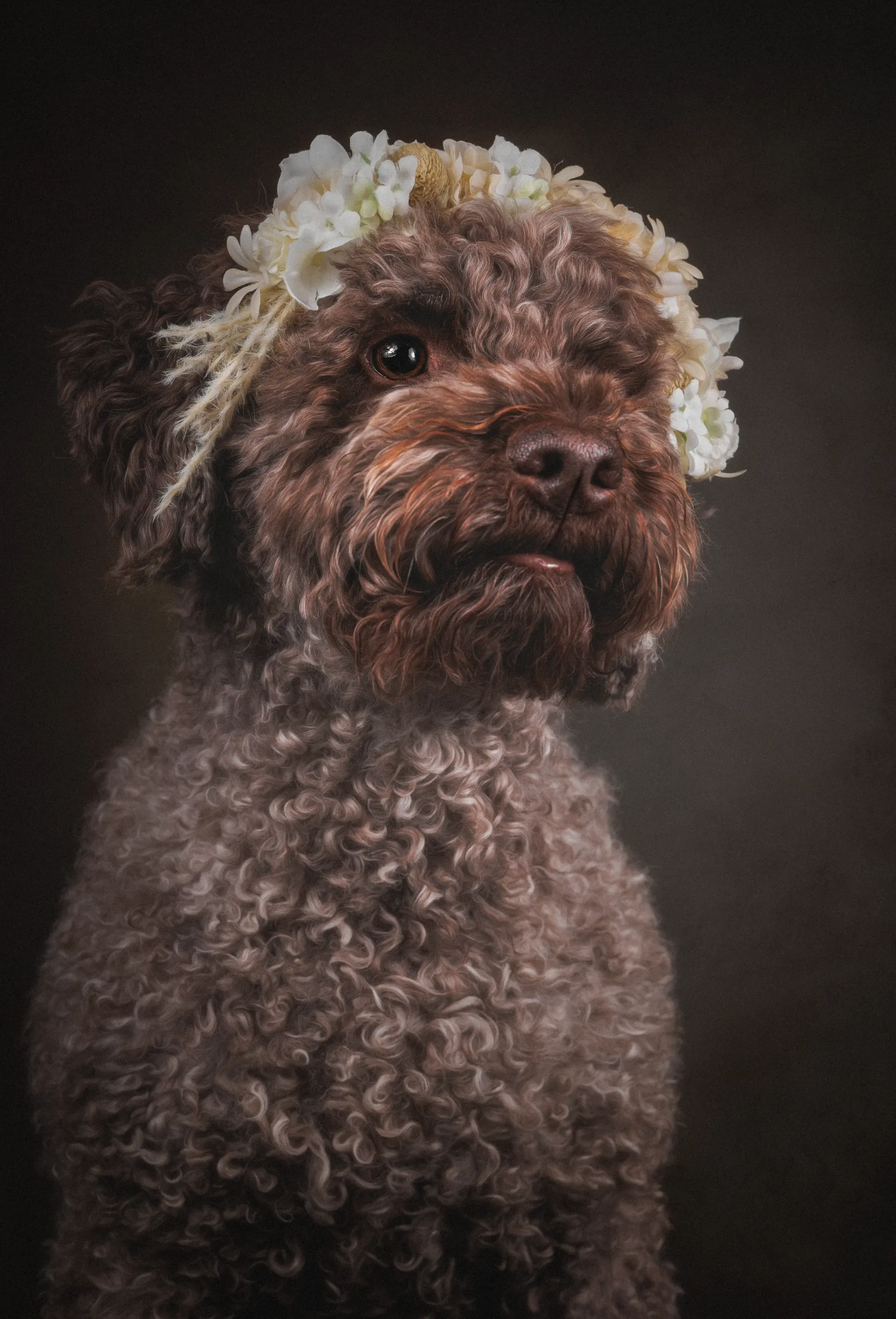Studiobild eines Lagotto Romagnolos.